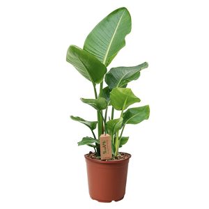 Strelitzia Nicolai 'Paradijsvogelplant' - medium