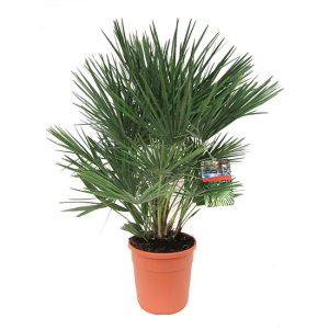 Europese Waaierpalm 'Chamaerops Humilis'