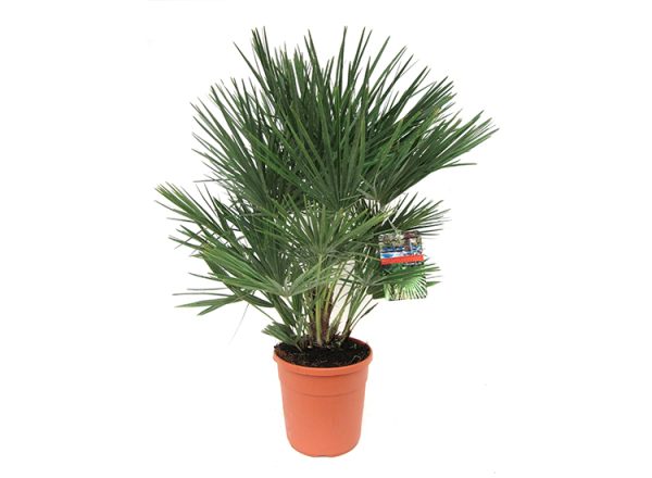 Europese Waaierpalm 'Chamaerops Humilis'