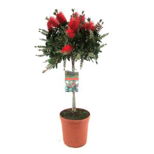 Callistemon op stam