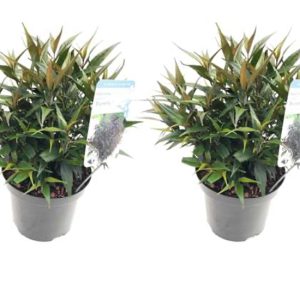 Strobilanthus 'Brunetthy' - set of 2