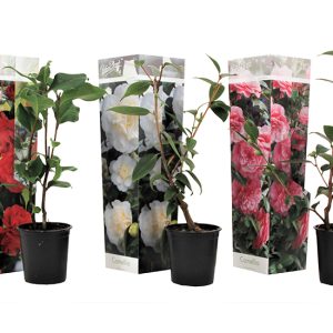 Mix van 3 Camellia - rood, roze, wit