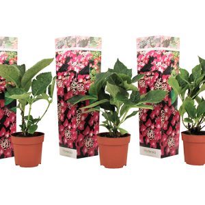 Set van 3 Hortensia's 'Hydrangea Teller' - roze