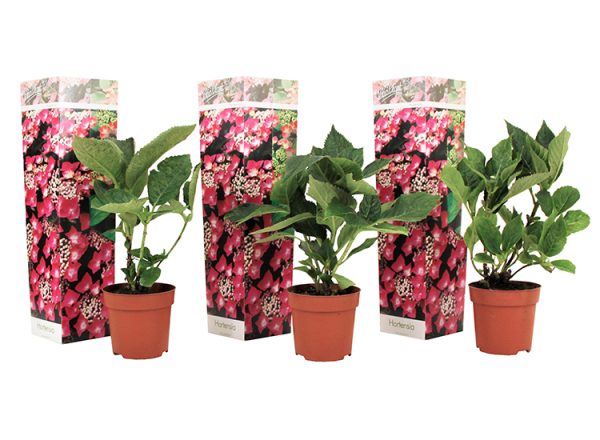 Set van 3 Hortensia's 'Hydrangea Teller' - roze