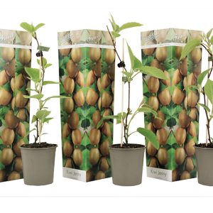 Set van 3 Winterharde Kiwi planten