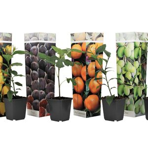 Mix van 4 Mediterraanse fruitbomen