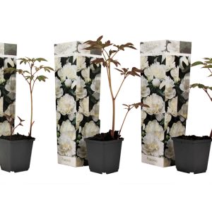Set van 3 Pioenrozen wit
