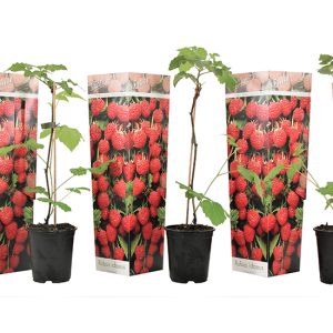 Set van 3 Frambozen planten