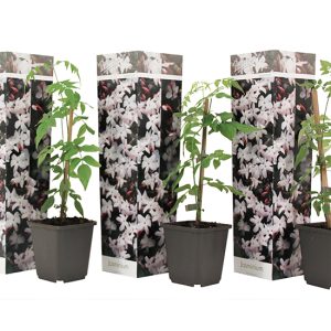 Set van 3 Jasmijn Officinale