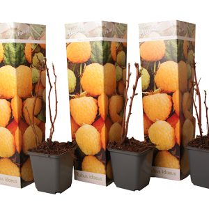 Set van 3 gele Frambozen planten