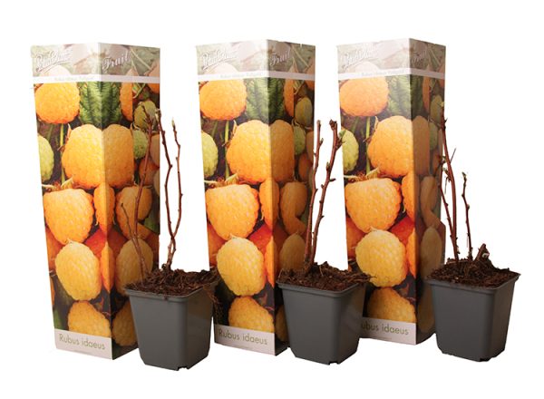 Set van 3 gele Frambozen planten
