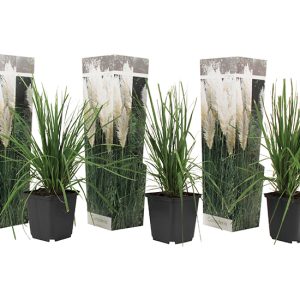 Set van 3 Witte Pampasgrassen