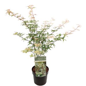 Witte Japanse Esdoorn 'Acer Ugigumo' new