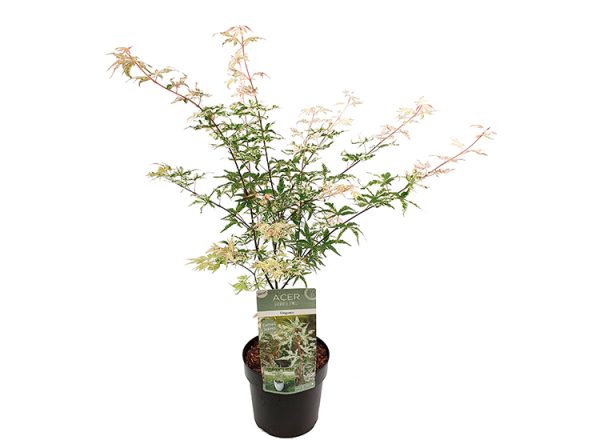 Witte Japanse Esdoorn 'Acer Ugigumo' new