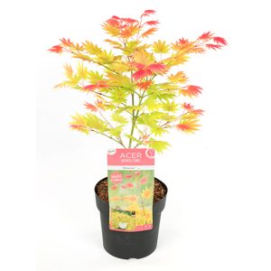 Japanse Esdoorn 'Acer Moonrise'