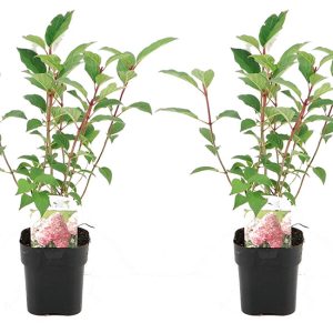 Set van 2 Hydrangea Pink Diamond
