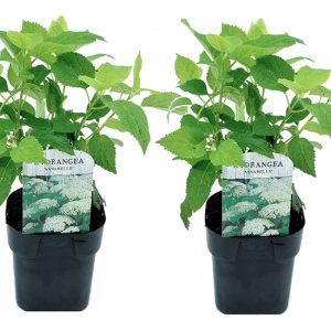Set van 2 Hydrangea Annabelle