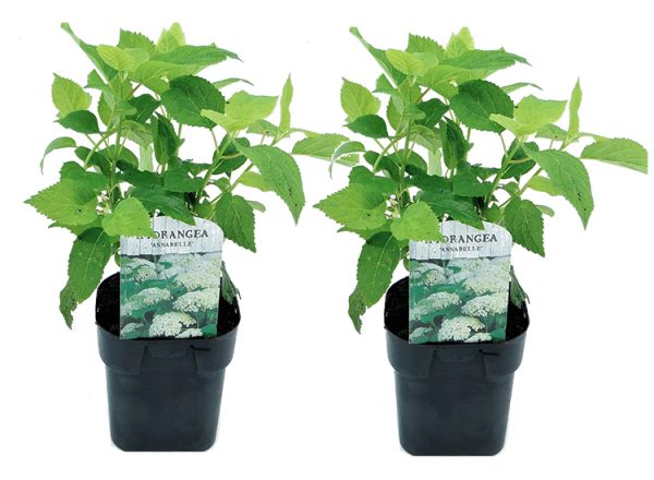 Set van 2 Hydrangea Annabelle