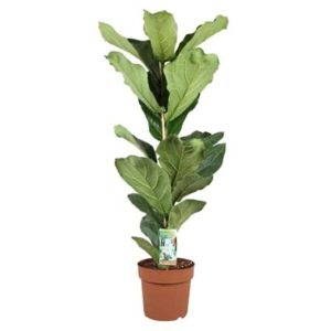 XL Ficus Lyrata 'Fiddle Leaf plant'