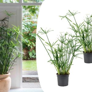 2 Cyperus 'Paraplu' planten