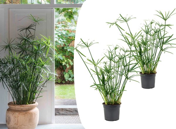 2 Cyperus 'Paraplu' planten