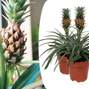 2 Ananas mi Amigo