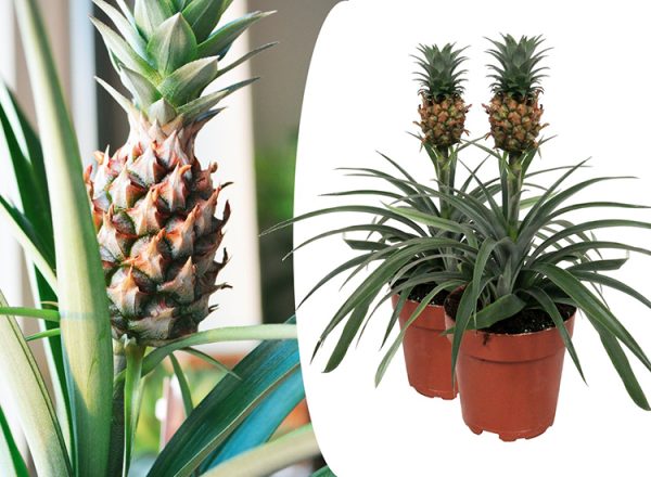 2 Ananas mi Amigo
