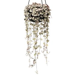 Ceropegia Woodii 'Chinees lantaarnplantje
