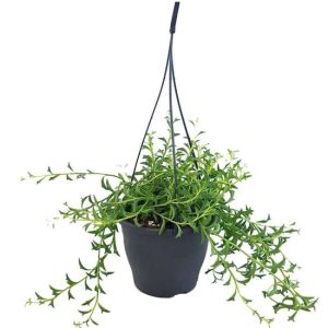 Senecio 'String of Dolphins' hanging plant