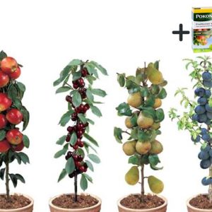 4 Winterharde fruitbomen: Kers, Pruim, Appel en Peer + Pokon plantvoeding