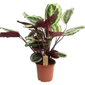 Calathea Marion