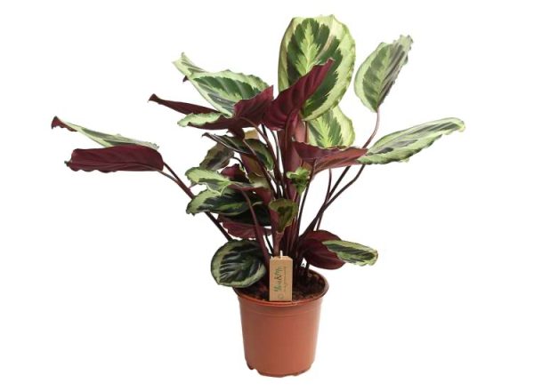 Calathea Marion