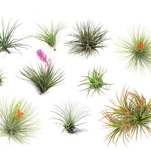 Set van 6 Tillandsia Luchtplantjes