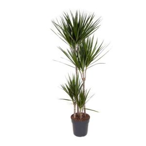 XXL Dracaena Marginata 'Dragon tree'