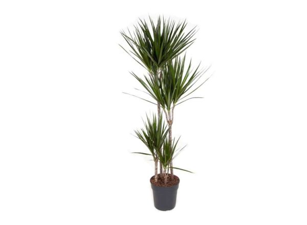 XXL Dracaena Marginata 'Dragon tree'