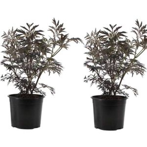Sambucus 'Black Lace' - set of 2