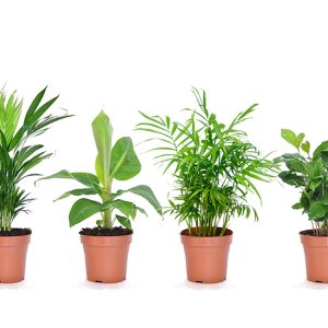 Mix van 4 Trendy Kamerplanten