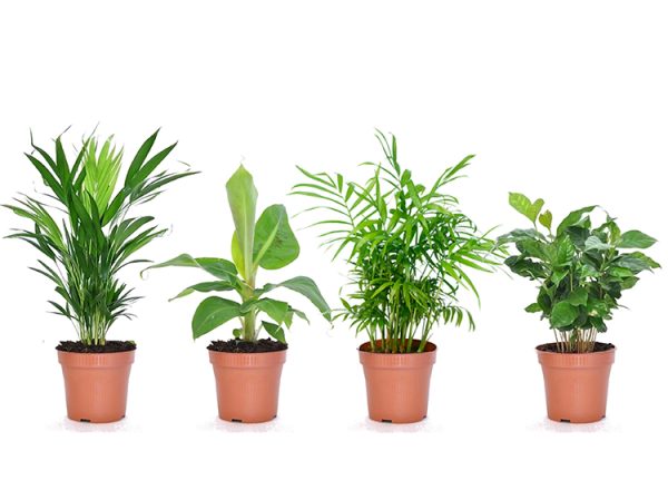 Mix van 4 Trendy Kamerplanten