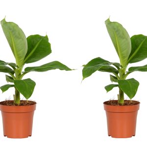 2 Tropische Bananenplanten voor binnen