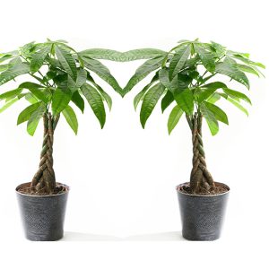 Set van 2 Pachira 'Money trees' - Geluksboompjes