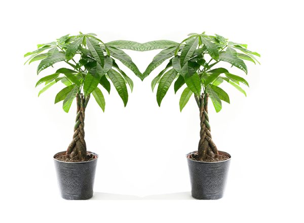 Set van 2 Pachira 'Money trees' - Geluksboompjes