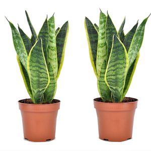 Set van 2 Sanseveria - 'Vrouwentong'
