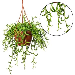 Senecio 'String of Bananas' hanging plant