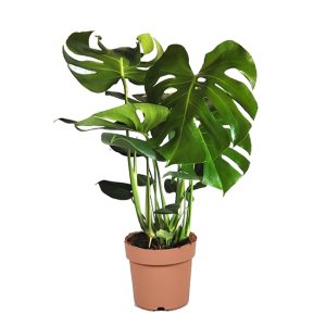 Monstera Deliciosa Gatenplant - 70-80cm