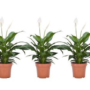 Set van 3 Spathiphyllum - 'lepelplanten'