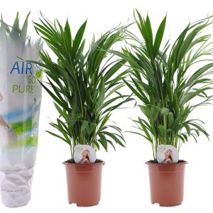 Set van 2 Areca Lutescens kamerpalmen