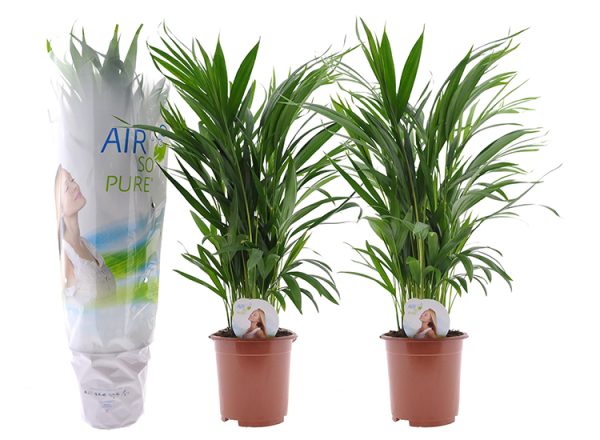 Set van 2 Areca Lutescens kamerpalmen