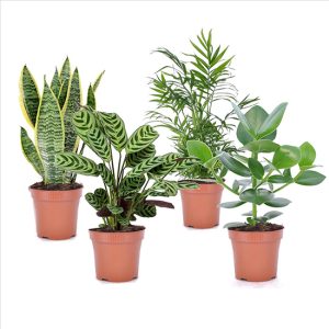 Set van 4 oersterke 'Easy-care' kamerplanten