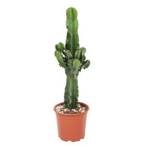 Euphorbia Eritrea Cactus - 45-55cm
