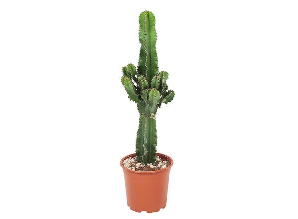 Euphorbia Eritrea Cactus - 45-55cm